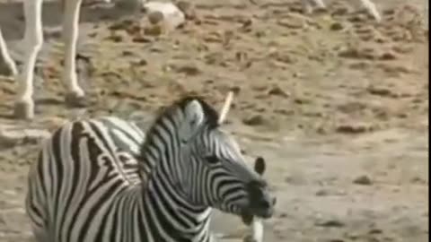 Zebra attacking baby zebra 🦓 #shorts #short #shortsfeed #viral #animals #trending #zebra