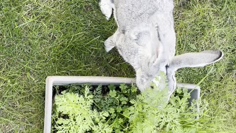 Alfred enjoying carrot