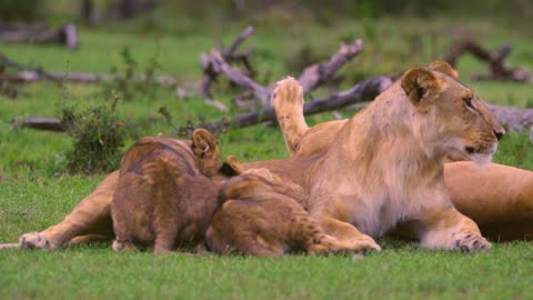 Lions Riding On A Swing For The Kids On The Playground