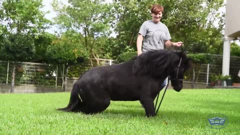 Okinawa’s Horse Whisperer The DOD