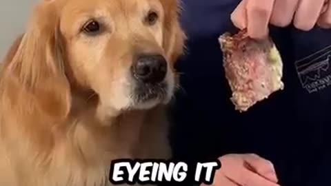 Feeding a dog 1$ vs $10000 Steak