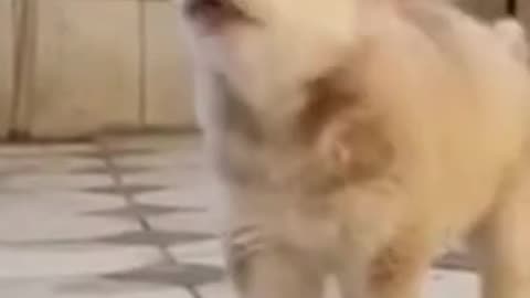 Cute and Adorable Husky Puppy Barking 🐕🐶