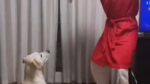 Curiquitaca Challenge With Dog -Dog Reactions