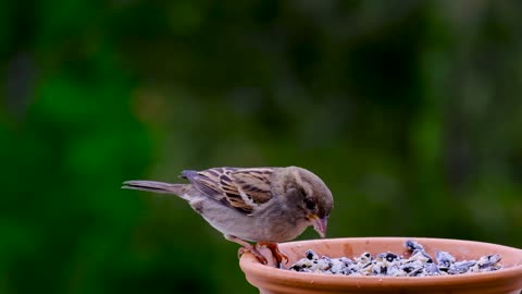 Beautiful Sparrow 🕊️😍