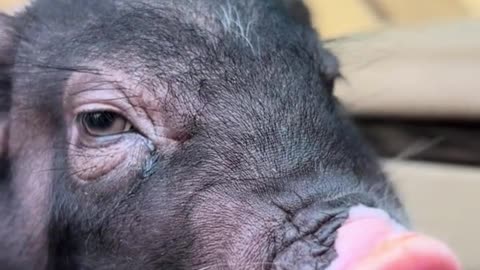 Cute pig eating watermelon in passenger seat