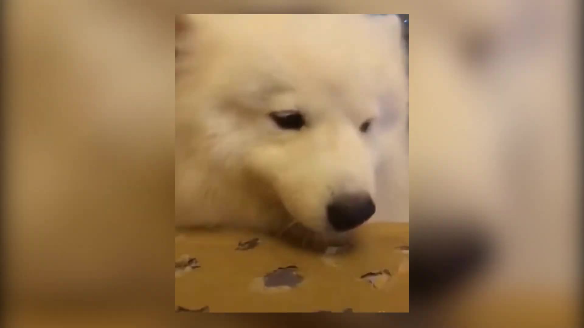 Confused Dog Expression