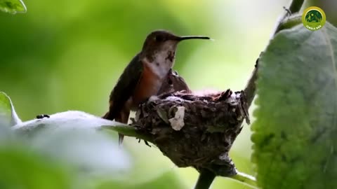 Most Beautiful Birds Nest in the World