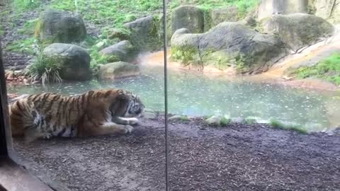 Dublin Zoo wake up call - tiger fight