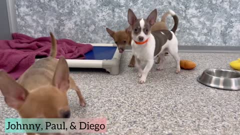 Precious Rescued Chihuahuas Await Their Well Deserved Forever Homes