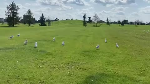 Nature and bird: Seagull gathering, seagull watch