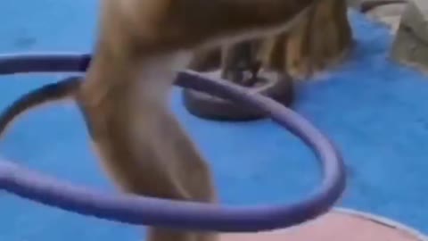 Funny time Monkey