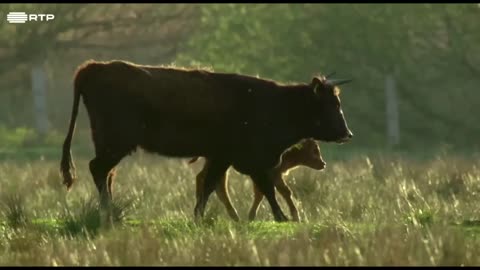 documentary animal planet amazing documentary