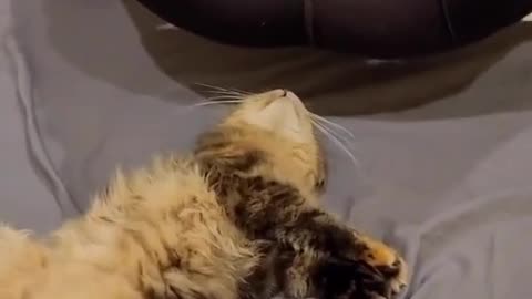 Cute cat's reaction