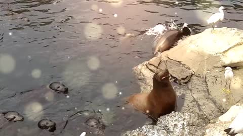 Seal with seagull