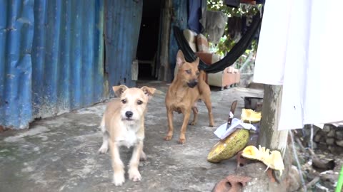 How Dogs React When Seeing Stranger 10 - Running, Barking_ _ Viral Dog