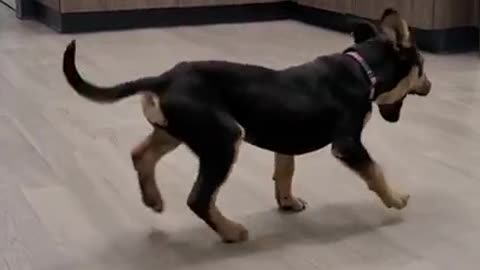 #Happy dog dancing#Cute Dog#Funny Dog