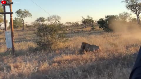 Lion VS Tiger Real Fight - Tough Creatures [Ep. 4]