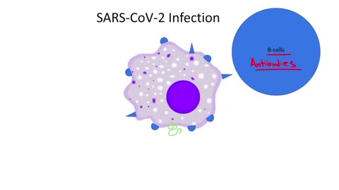 New COVID 19 Variant: Arcturus (Omicron XBB.1.16) Increasing. What's the Significance?