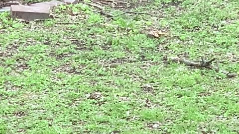 A Playful Squirrel Enjoys The Dog's Toys