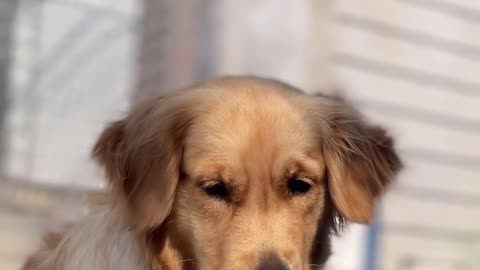 Golden retriever dog