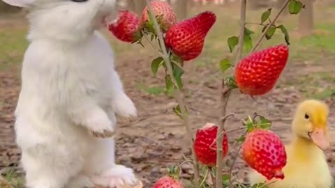 Have you ever seen a rabbit eating strawberries from a strawberry tree?