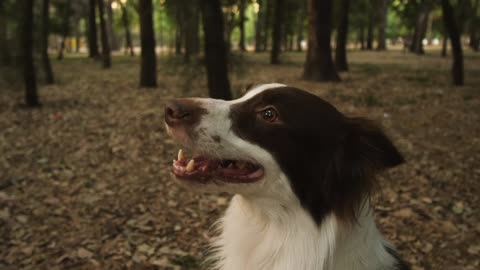 Newfoundland | jumping dog | Dog breeds | Dog home training | Angry Dog home | Dog kids | Dog kids Home | Dog Video