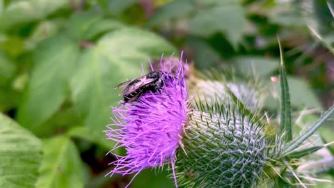 the bee is sucking flower essence