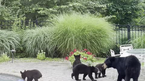 Mama Bear Brings Five Cubs for a Swim in Backyard Pool