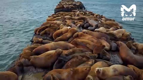 Thousands of seals stop at this location every year