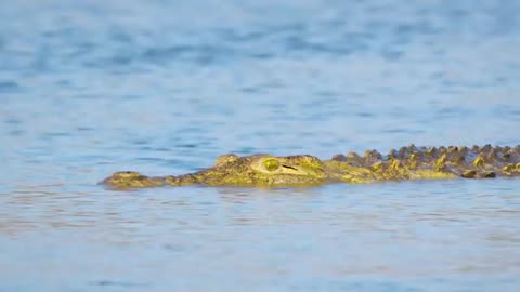 Crocodile Regrets Attacking Lions on Land_0