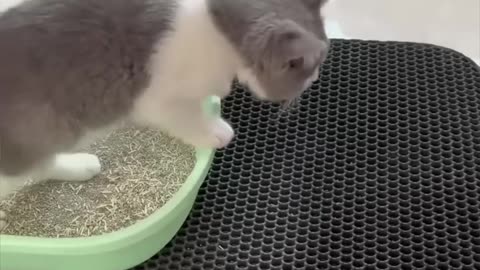 CAT LITTER MAT