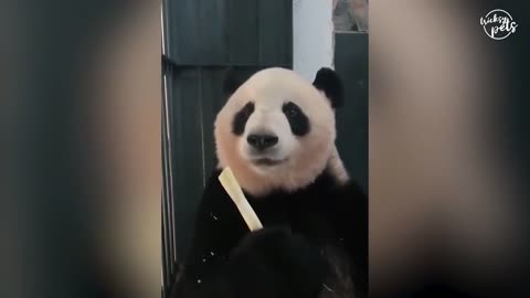 funny panda