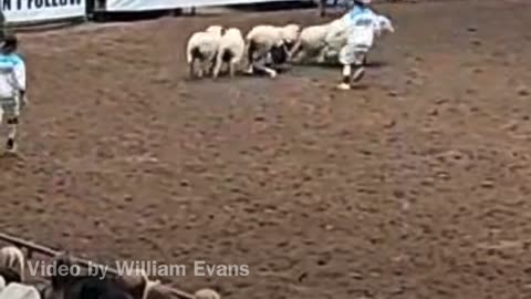 Eva Fillmon Mutton Bustin'