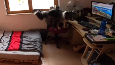 Aussie Dog does while home alone