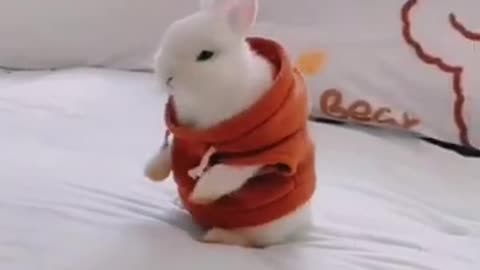 Bunny looking so handsome in beautiful dress