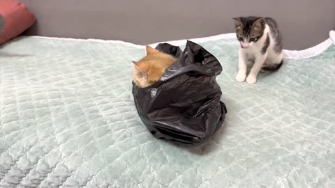 Have you ever seen a kitten playing with a plastic bag like this_ interesting