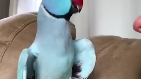 Talking Parrot Interacts Adorably With Owner