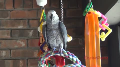 Einstein Parrot can talk better than most humansp14