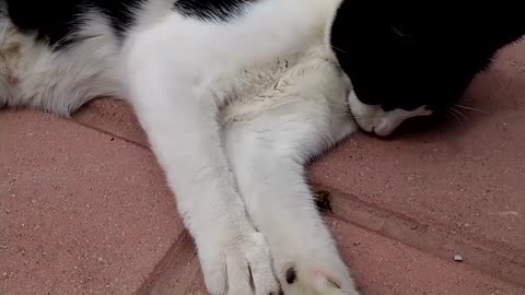 Cats Playing With A Bee