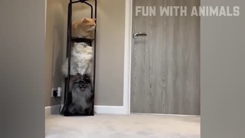 Funniest Cats And Dogs Video