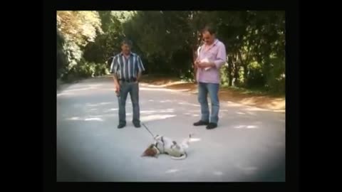 What The Best EXTREME FUNNY FRENCH DOG REFUSES TO WALK Pros Do (and You Should Too)