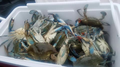 Crabbing the Georgia Coast 😌