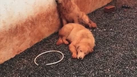 Goldens Get Mud Everywhere