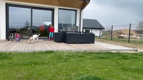 Sweet Little Dog Slams Into Glass While Playing With Another