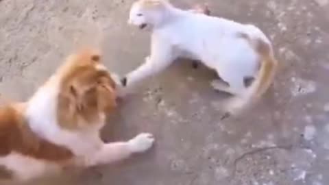 cute cat dog fight 2021 #shorts