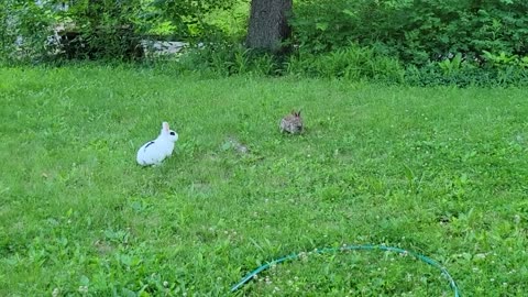 Pet Rabbit Meets Wild Rabbit