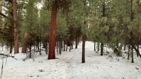 Pining for Pines – Bandit Springs Sno-Park – Central Oregon – 4K