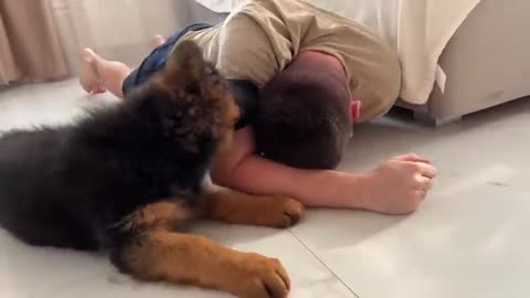 German Shepherd Puppy Attacks His Dad