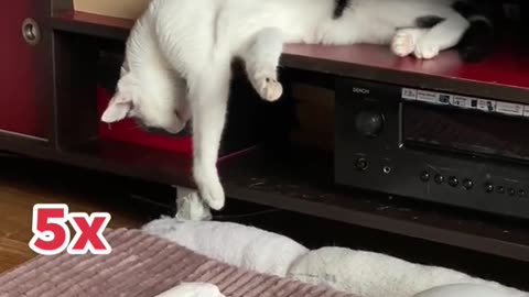 Cat shocks in sleep wait for it