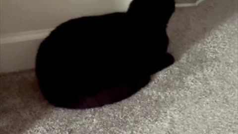 Adopting a Cat from a Shelter Vlog - Cute Precious Piper is a Guard Loaf #shorts